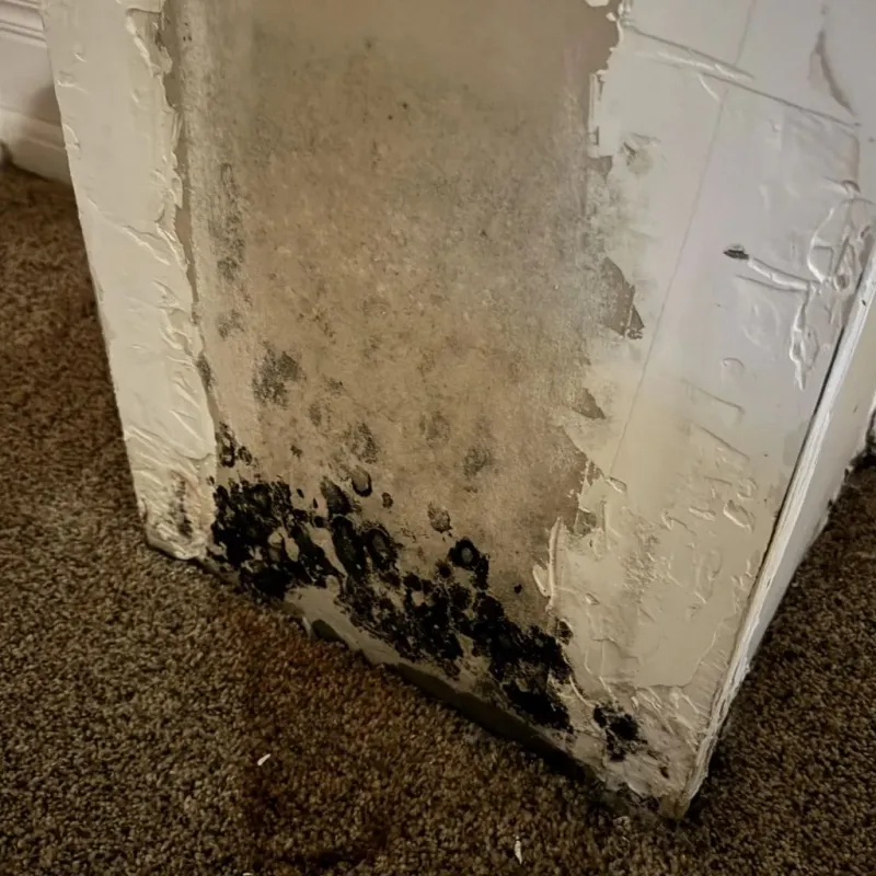 Professional Mold Removal in Plain City, UT